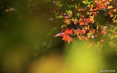 autumn_leaves-content