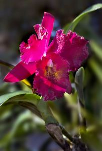 Hồng Lan Red Orchid