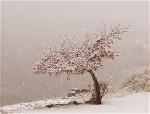 zen-snow